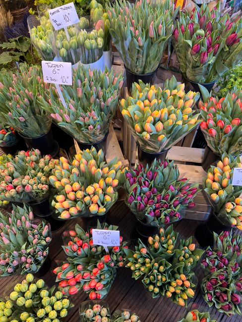 A display of tulip flower bulbs in various colors, including shades of pink, yellow, orange, and purple, arranged in black plastic pots on a wooden surface. Some bulbs are labeled with handwritten pri