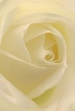 Drawn into the delicate core of a cream-white rose, just as if you were nestled among its petals inside a florist's atelier by Ealing Common, this image invites the mind to explore its airy, soft textures-each unfurling layer touched with early morning dew. Subtle shadows gather between the ivory spirals, offering depth and gentle drama, much like a peaceful stroll along Mattock Lane before the village awakens. The atmosphere is one of serenity-a gentle peace that feels ideal for commemorating new beginnings or conveying sympathy during life's tender passages. As an Ealing florist witnessing this bloom, I see it as the purest symbol of reverence and quiet strength, suitable for marking transitions or sharing admiration. The close perspective allows you to imagine the faint sweetness of its fragrance, understated yet comforting, and the careful craftsmanship echoed in every petal's placement-reflective of the artistry delivered to homes and venues across the heart of Ealing.